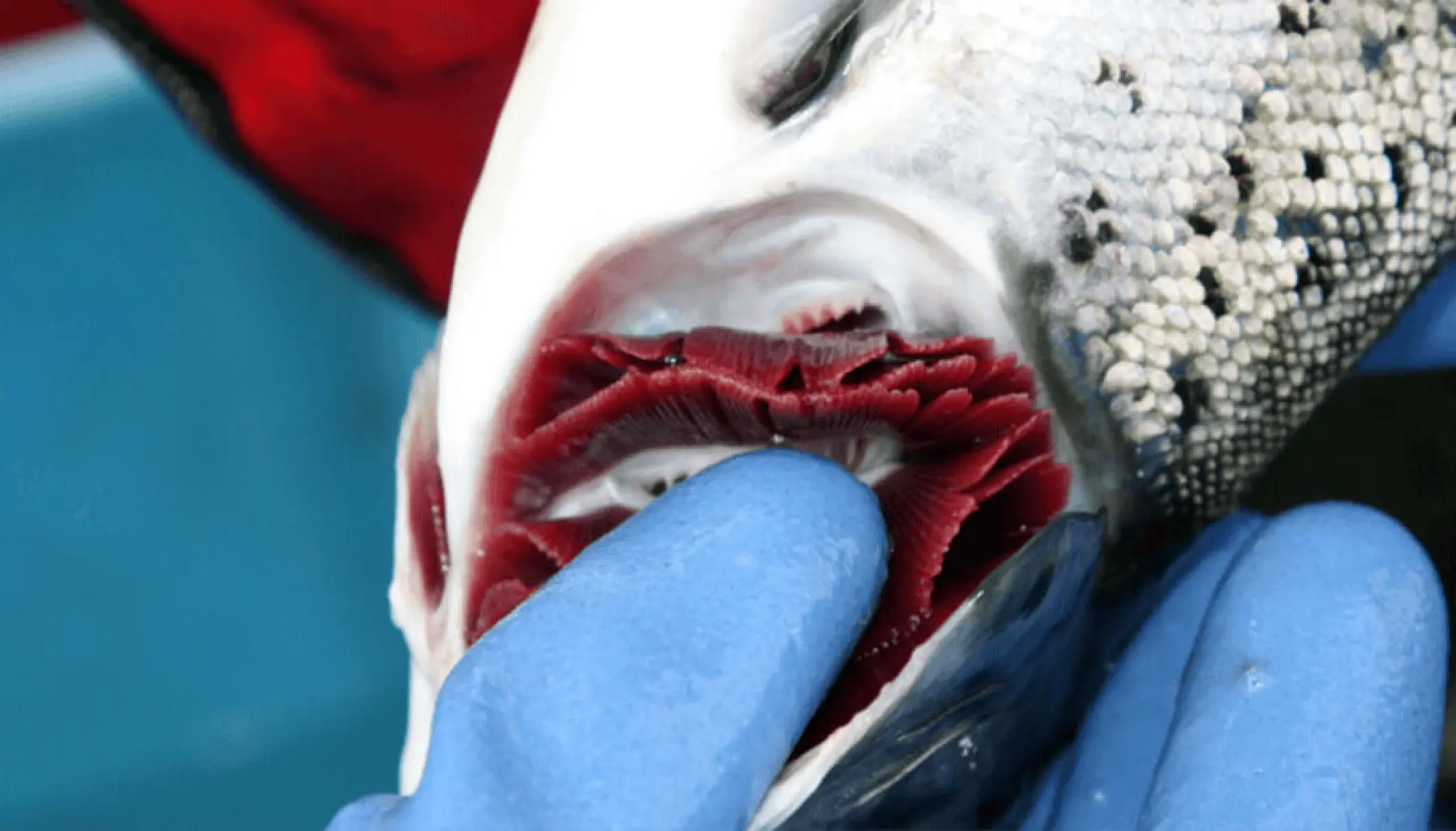 Científicos revelan la capacidad regenerativa de las branquias del salmón
