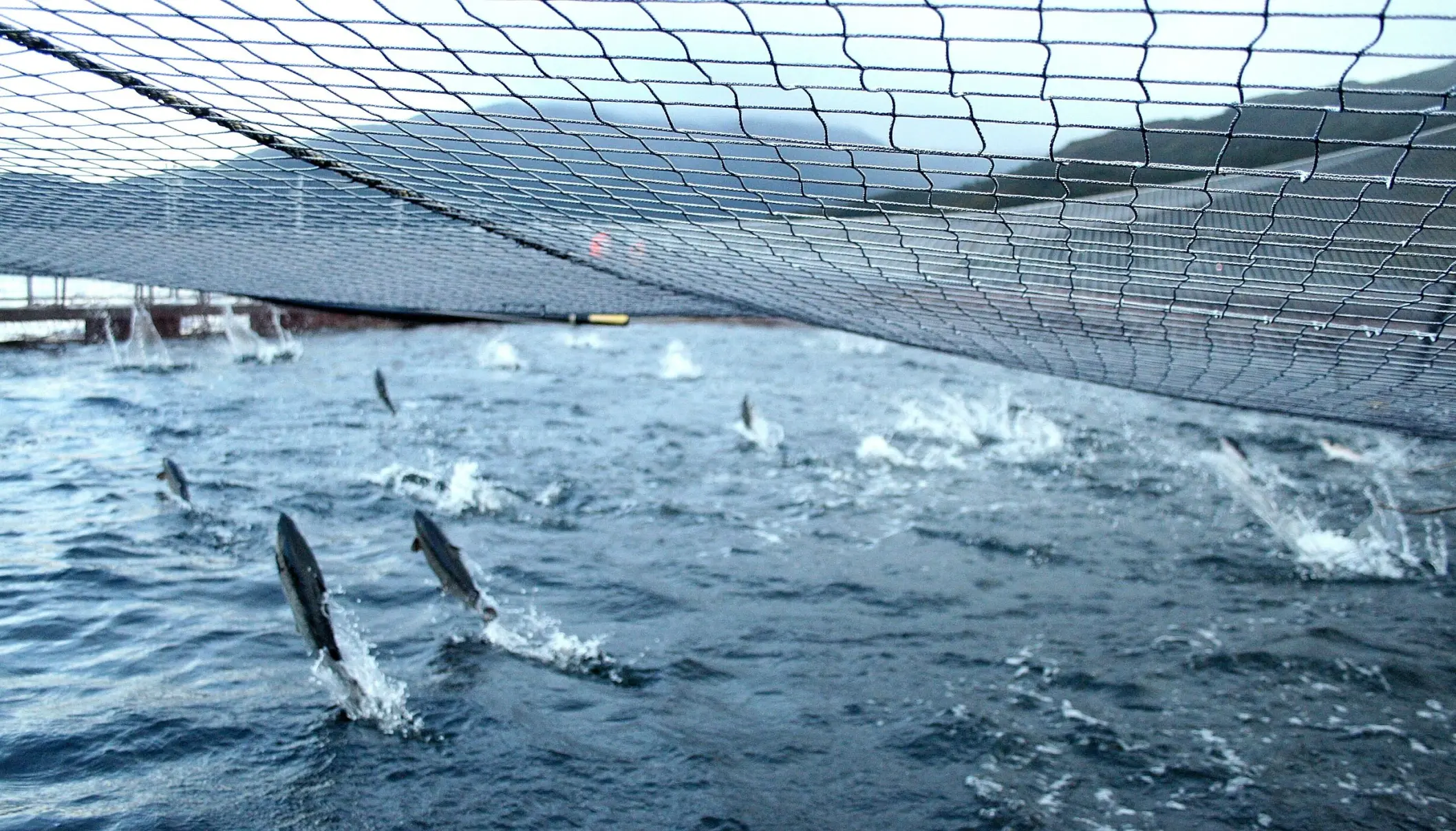 Radiografía chilena: salmón coho al alza, salmón del Atlántico a la baja