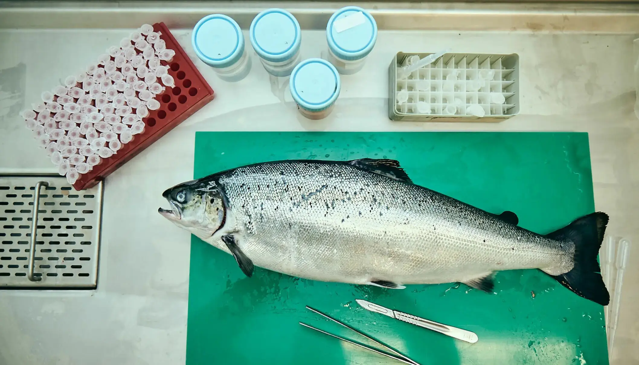 Las dietas alternativas que parecen ser igual de buenas para los peces