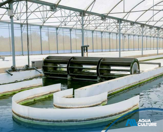 Cultivo de microalgas en aguas residuales: ¿una solución realista?
