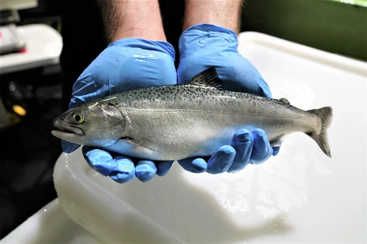 Ante el calentamiento oceánico, los investigadores exploran un salmón termotolerante en Nueva Zelanda