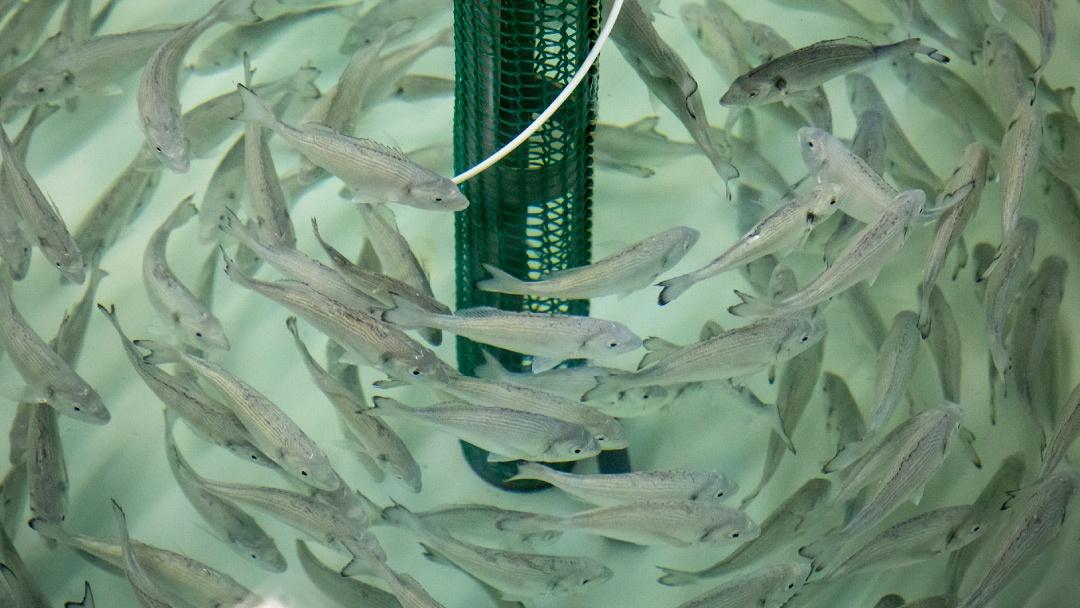 Investigadores españoles buscan nuevas estrategias para mitigar el impacto de agentes estresantes en peces de acuicultura