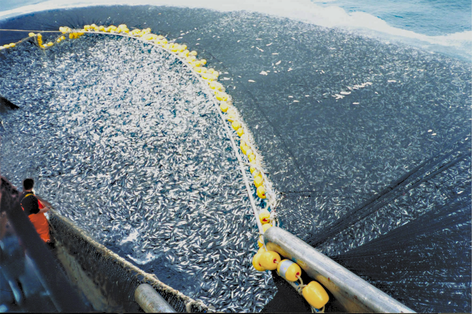 Estudio reevalúa la cantidad de peces silvestres necesaria para los alimentos acuícolas